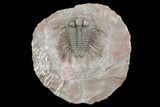 Huge, Cyphaspides Trilobite - Jorf, Morocco #66908-3